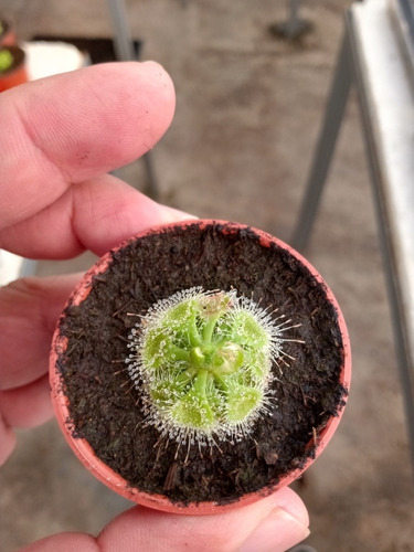 Paquete 5 Carnívoras Petite Venus Y Drosera