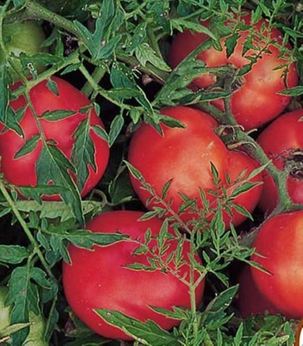 Semillas De Tomate Silvery Fir Tree 100% Naturales