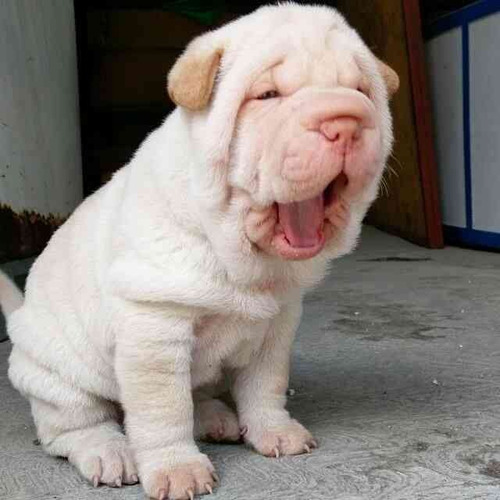 Cachorro Shar Pei Ártico 01