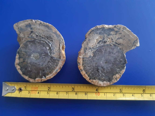 Nautilus Original Legitimo Roca Mineral