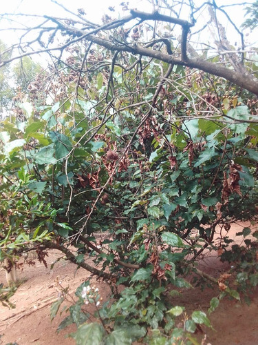 Imagem 29 de 30 de Chácara 1 Alqueire, Acesso Asfaltado, 2 Casas, Sendo Uma Com 3 Dormitórios, Área Gourmet Com Churrasqueira, Pomar, Horta, Galinheiro - Ch00200 - 70578730