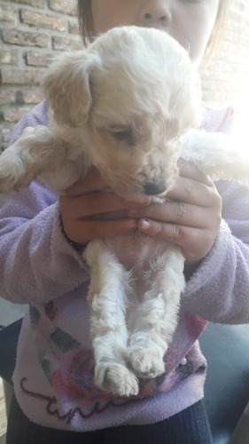 Vendo Caniche Toy