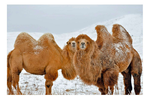 Vinilo 50x75cm Camello Nieve Frio Familia Animales
