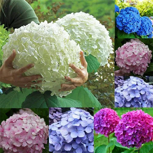 50 Piezas De Hortensias Multicolor De Color Mixto Macrophyll