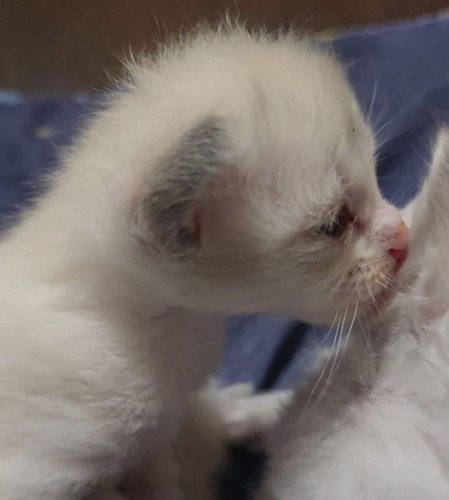 Gatitos Ragdoll, Con Pedrigee Y Registro Nacional E Int. Seal