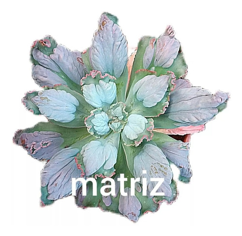Suculenta Echeveria Gibbiflora Moonstone Legítima