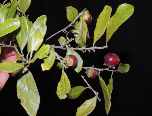 Maria Preta Ou Fruto Do Jacu Macho Kit 06 Mudas 10 A 25 Cm
