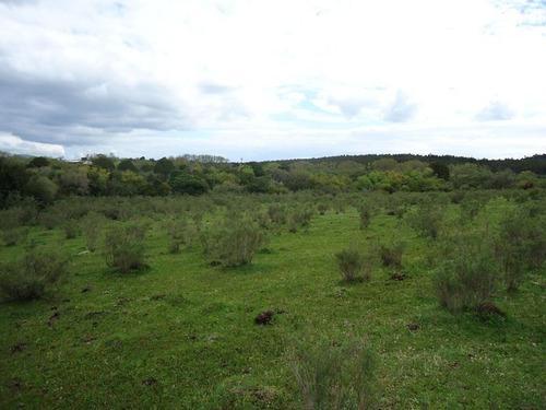 Campo En Venta En Lavalleja. 37 Hectáreas.
