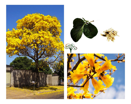 50 Sementes De Ipê Amarelo Paulista (tabebuia Chrysotricha)