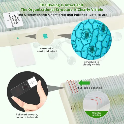 120 Portaobjetos De Microscopio Con Muestras, Diapositivas
