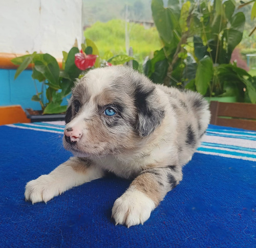 Hermosos Cachorros Border Collie Exóticos Perros Disponibles