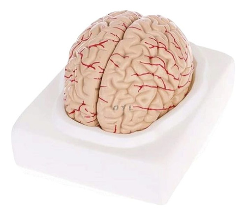 Modelo Anatómico Del Cerebro Humano