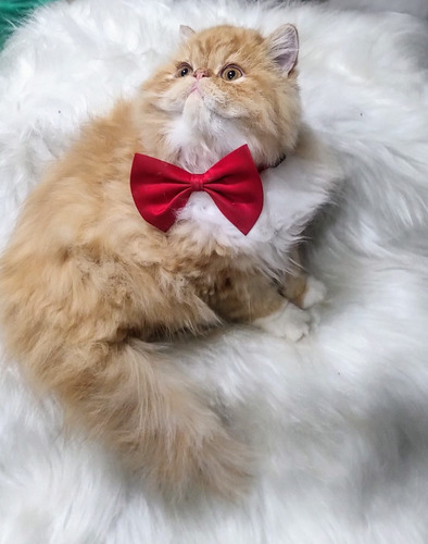 Gato Persa Lindíssimo Promoção P I X 1600
