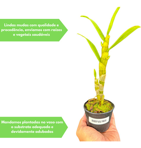 Orquidea Dendrobium Kit C/4 Mudas Lindas