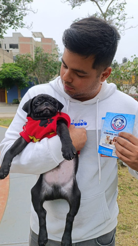 Cachorros Pug Negros Y Carlinos