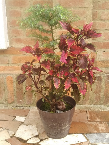 Plantas Pino Navideño 