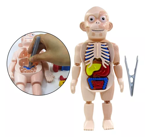 Human Toys - Brinquedo Educacional de Anatomia Humana