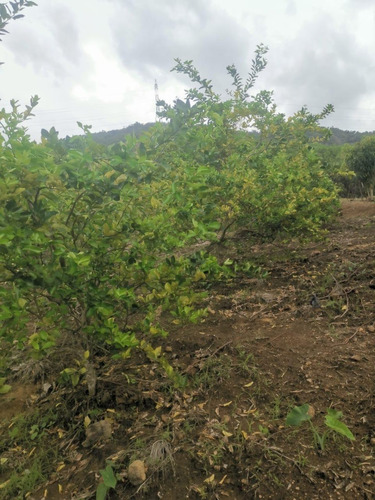 Vendo Finca De 5, 867 Metros Cuadrados, Equivalente A 9.33 Tareas Ubicado En La Isabela De Villa Altagracia, República Dominicana