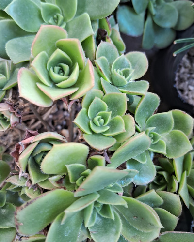 Aeonium Haworthii Rosa Verde Suculenta De Coleccion