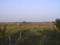 Comprar Se Vende Terreno 4 Has  Col. Petrolera Tuxpan Veracruz 