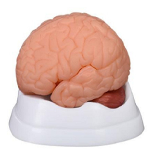 Modelo Del Cerebro, Disectible En 9 Partes.