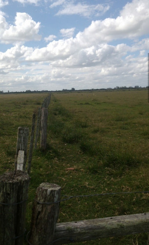 Campo Financiado