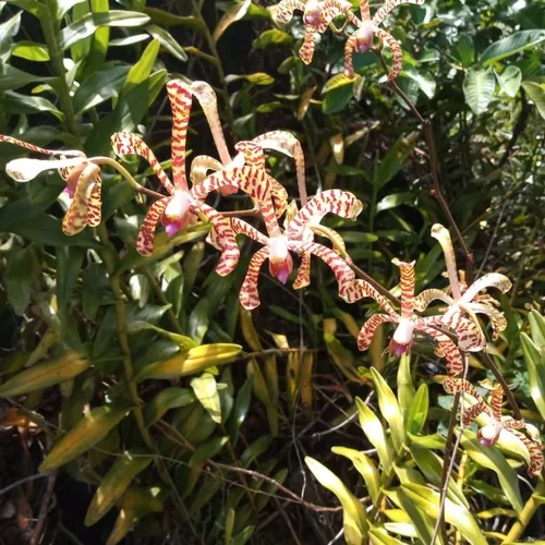 Muda De Orquídea Aérea Arachnis Corte Sem Flor Rara Exótica