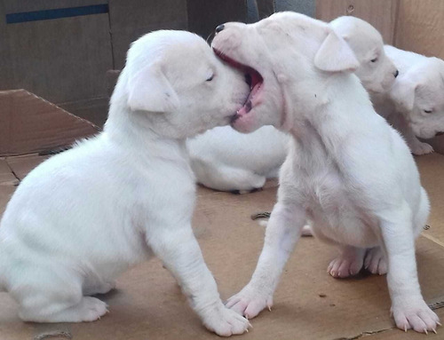Promoção Dogo Argentino