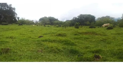 Vendo Finca Támesis 20000 M²