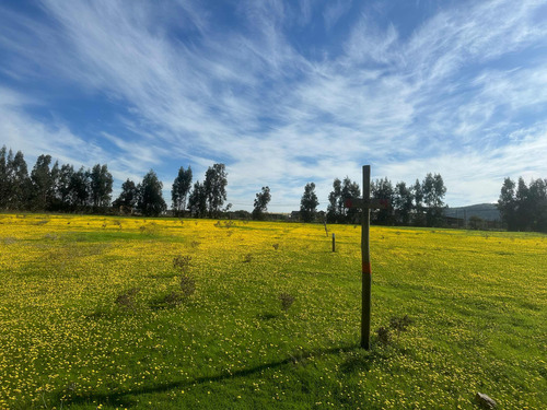Terrenos 5.000mts2 Rol Propio Limache Sector Los Laureles