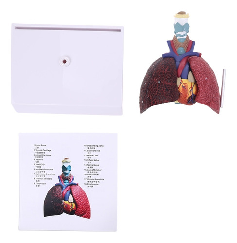 Tamaño: Modelo De Pulmón Humano: Anatomía Anatómica Del Sist