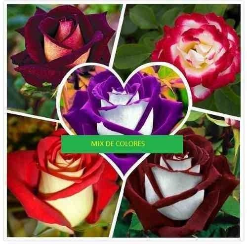Semillas De Rosas Osiria + Manual De Cultivo Mix De Colores