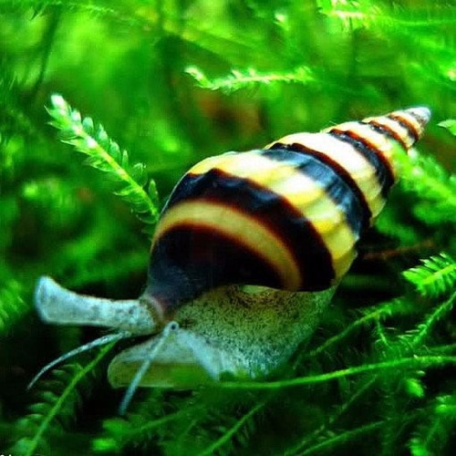 Caracol Asesino Anentome Helena Control Biológico Caracol