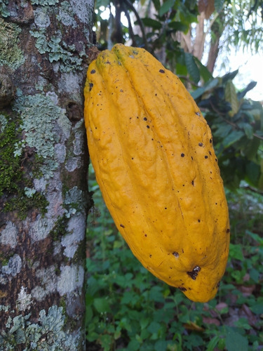 Chocolate Orgánico. X Libra. - Kg A - kg a $17000