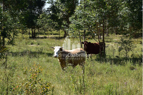 Imagen 7 de 11 de Campo Forestado En Estacion Yerua