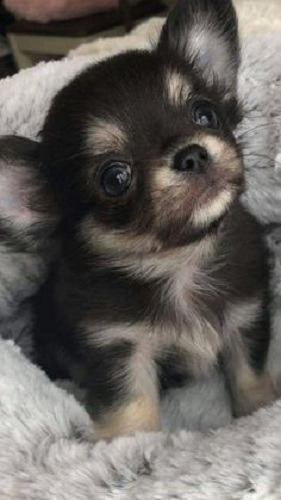Cachorro Chihuahua Pelo Largo Perros Puppy Pet