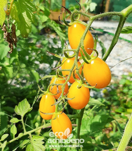 Semillas Orgánicas De Tomate Pera Amarillo