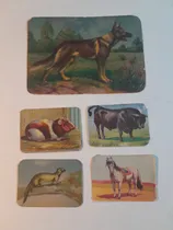 Comprar Antiguas Figuritas 5 Cromos Europeos Animales