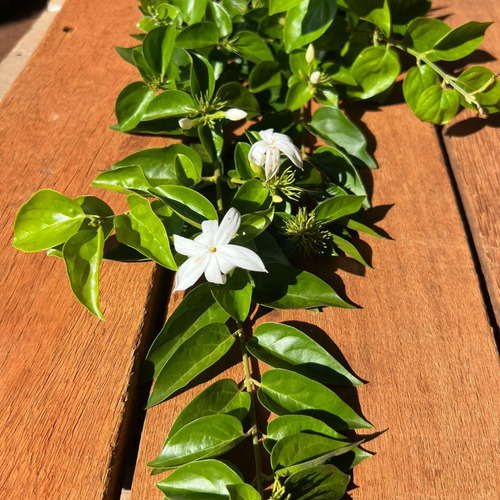 Excelente Muda De Jasmim Neve Ou Jasmim Da China