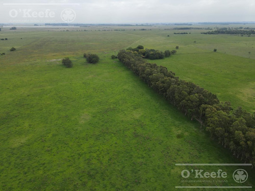 Imagen 4 de 25 de Campo Mixto De 75 Has - Buen Acceso A 3 Km De Ruta 215 - A 1 Hs De Caba