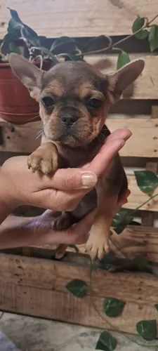 Cachorros Bulldog Francés..se Entregan 12/5/2025