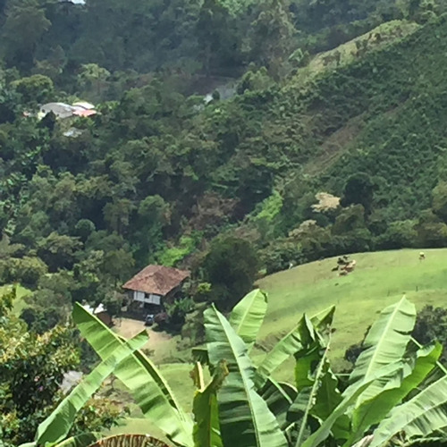 Se Vende Finca En Pijao Quindío 