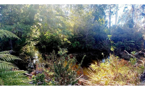 Alerce Parcela 5000 M2 Conlinda Con Estero Rio Negro