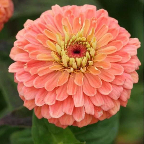 2x Semente Zinnia Dahliaflora Salmão Gigante Califórnia Isla