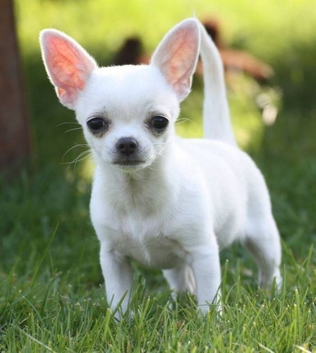 Perritos Chihuahua De Bolsillo.