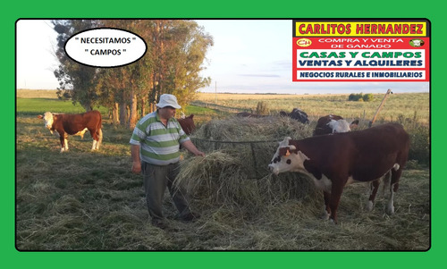 Campos Chacra Estancia Necesitamos Ya!! Para Arrendar Alquilar Venta Ganadero Agricola Tambo Forestal Pedidos Concretos Todo El Pais Se Ofrece Garantía Renta Pagada Adelantada Rápida Revisión Reserva