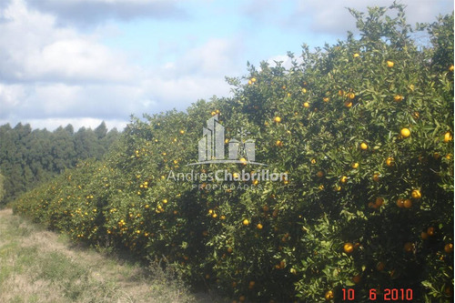 Imagen 14 de 14 de Quinta Cítrica 190 Has. Federacion - Entre Rios