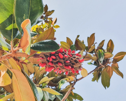 Magnolia Grandiflora | Magnolia 