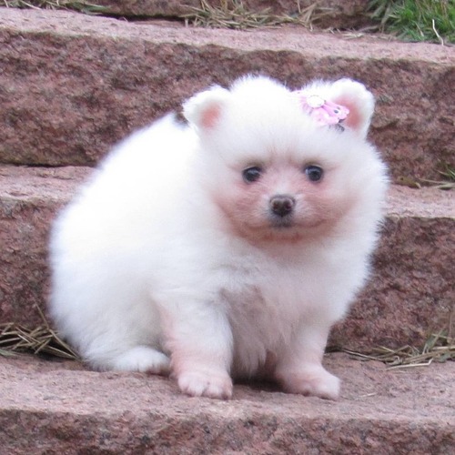 Lulu Da Pomerânia