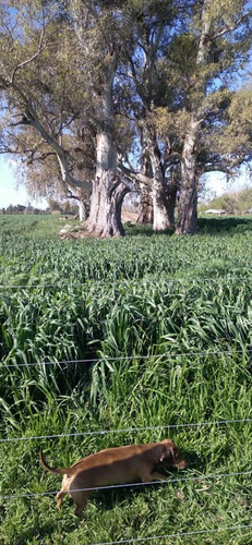 Campo - Fraccion De 7.24 Has.